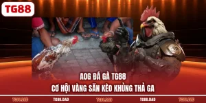 AOG Đá Gà TG88 - Cơ Hội Vàng Săn Kèo Khủng Thả Ga